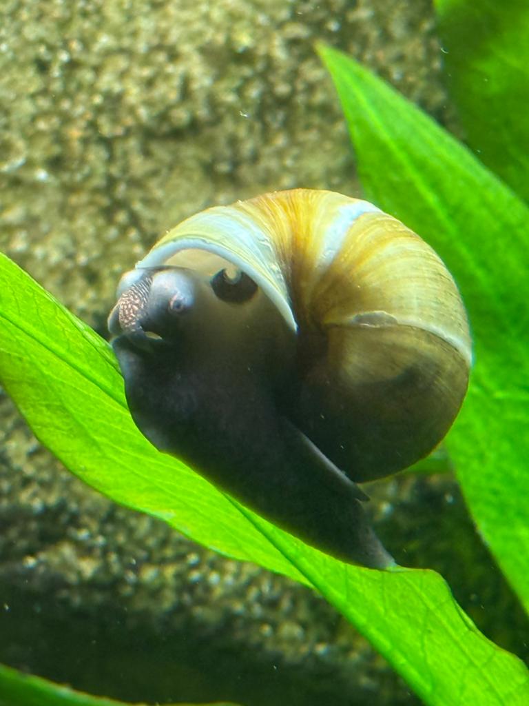 Appelslakken, Dieren en Toebehoren, Vissen | Aquariumvissen, Slak of Weekdier