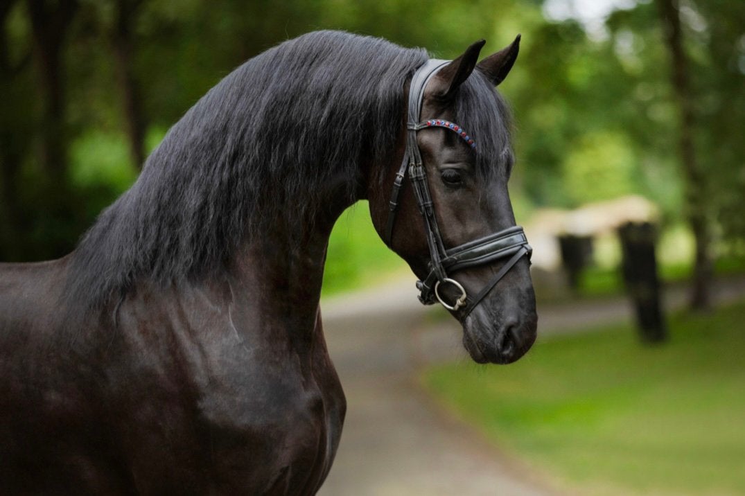 Meerdere prachtige friese paarden te koop!, Dieren en Toebehoren, Paarden, Meerdere dieren, Dressuurpaard, Met stamboom, 0 tot 2 jaar