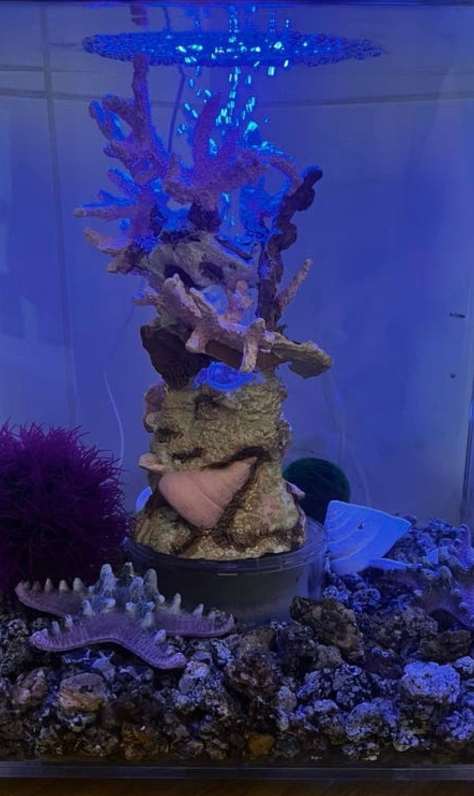 biOrb LIFE 30 liter aquarium met garnalen en baby guppen, Ophalen, Gebruikt, Gevuld zoetwateraquarium