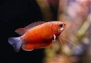 trichogaster labiosa red €4,95, Dieren en Toebehoren, Vis, Zoetwatervis