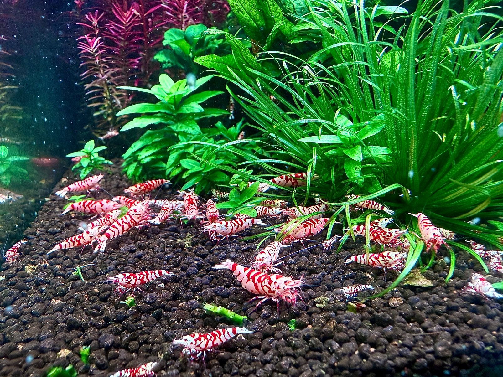 High grade Fancy red tiger garnalen van Vinfish, Kreeft, Krab of Garnaal