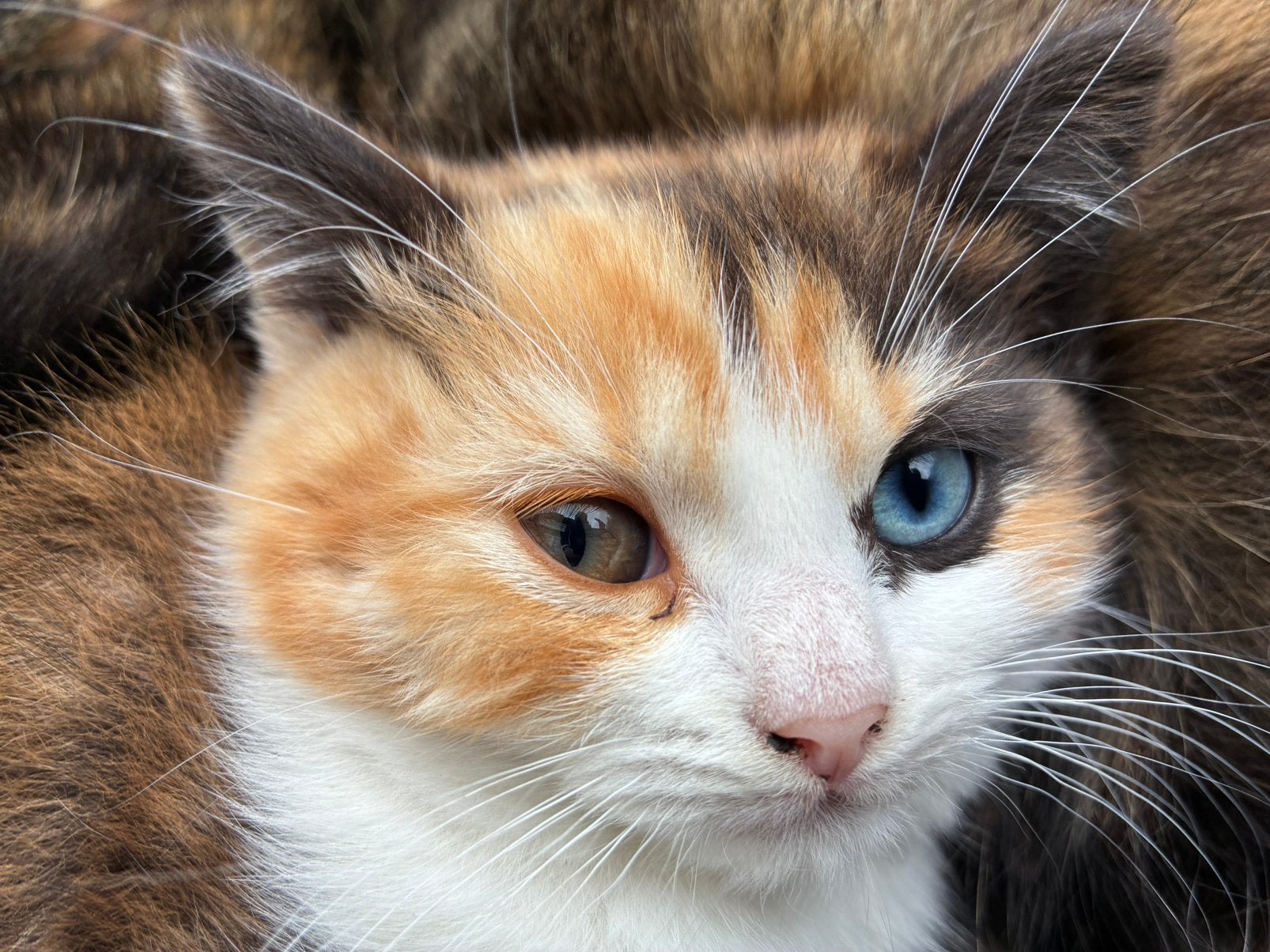 Lapjes kitten met 2 verschillende kleuren ogen., Dieren en Toebehoren, Katten en Kittens | Overige Katten, Poes, Langharig, 0 tot 2 jaar