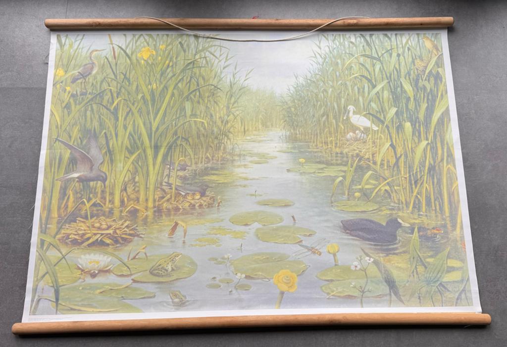 Vintage Schoolplaat Waterleven - Natuur en Biologie, Ophalen, Natuur en Biologie