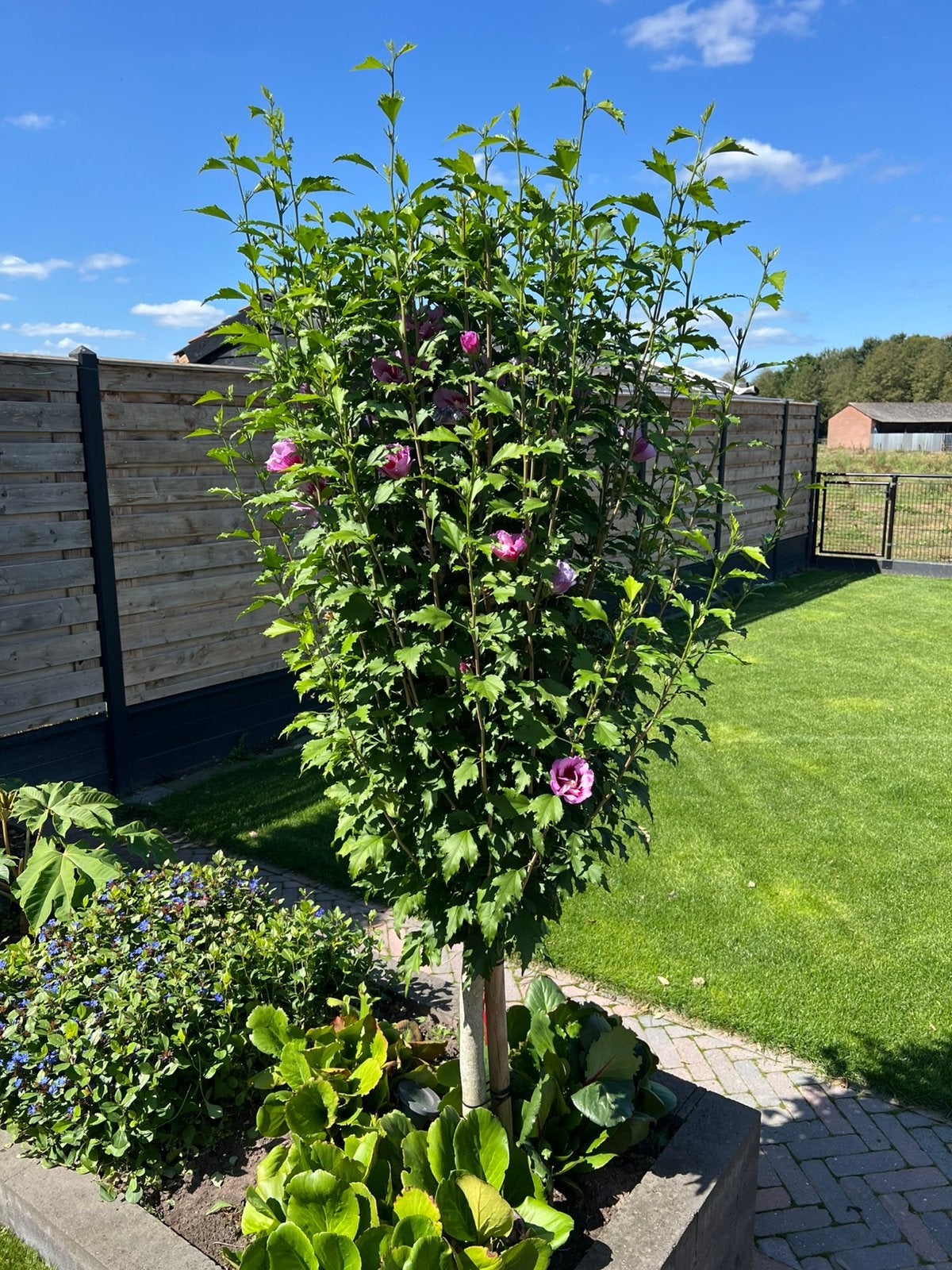 Te koop: 2x hibiscus op stam., Tuin en Terras, Planten | Bomen, Overige soorten, 100 tot 250 cm, Zomer, Ophalen
