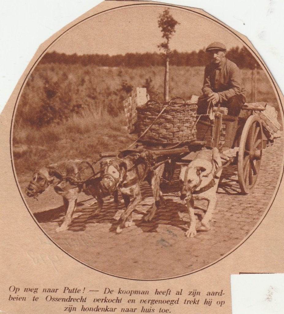 Hoogerheide, Huijbergen, Ossendrecht etc. (N.Br.) - knipsels, Ophalen of Verzenden, 1920 tot 1940, Noord-Brabant