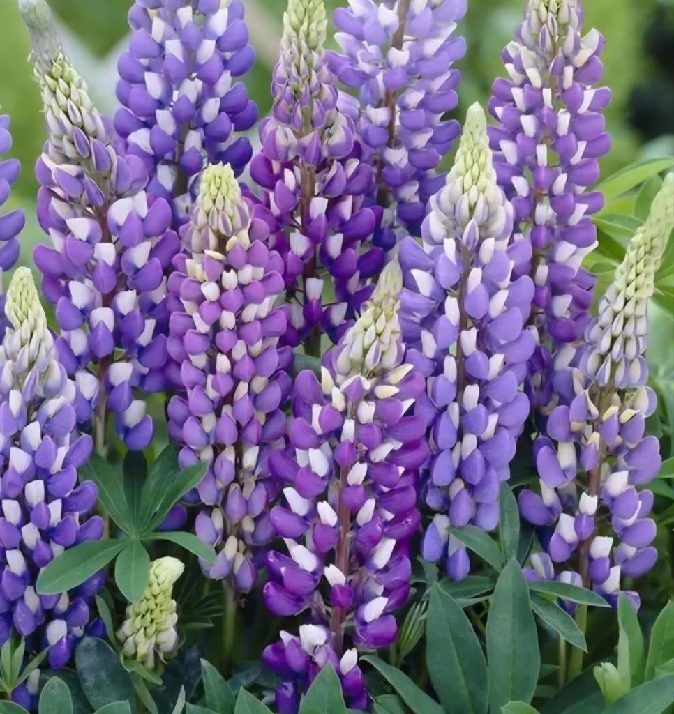 Lupine planten, Tuin en Terras, Planten | Tuinplanten, Ophalen, Overige soorten, Volle zon