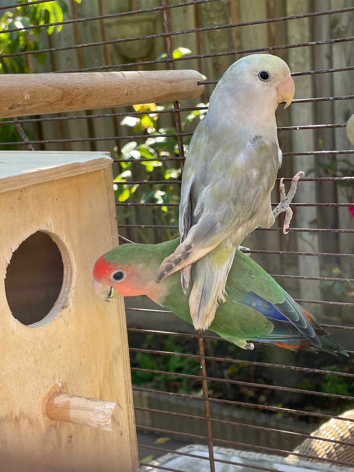 Nog mooi een koppel broedrijp agaporniessen te koop, Dieren en Toebehoren, Meerdere dieren, Dwergpapegaai of Agapornis