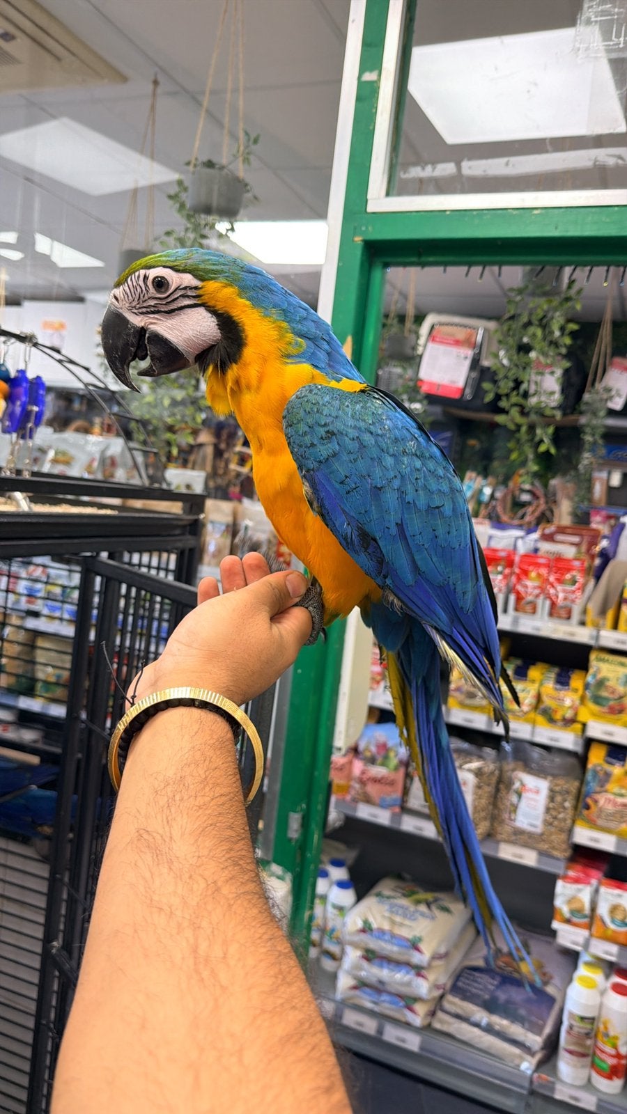 Jonge blauwgele ara’s, Dieren en Toebehoren, Meerdere dieren, Papegaai, Pratend