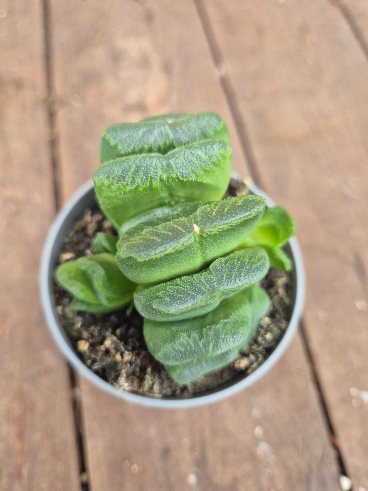 Haworthia Truncata p6,5, Ophalen of Verzenden, Halfschaduw, Minder dan 100 cm