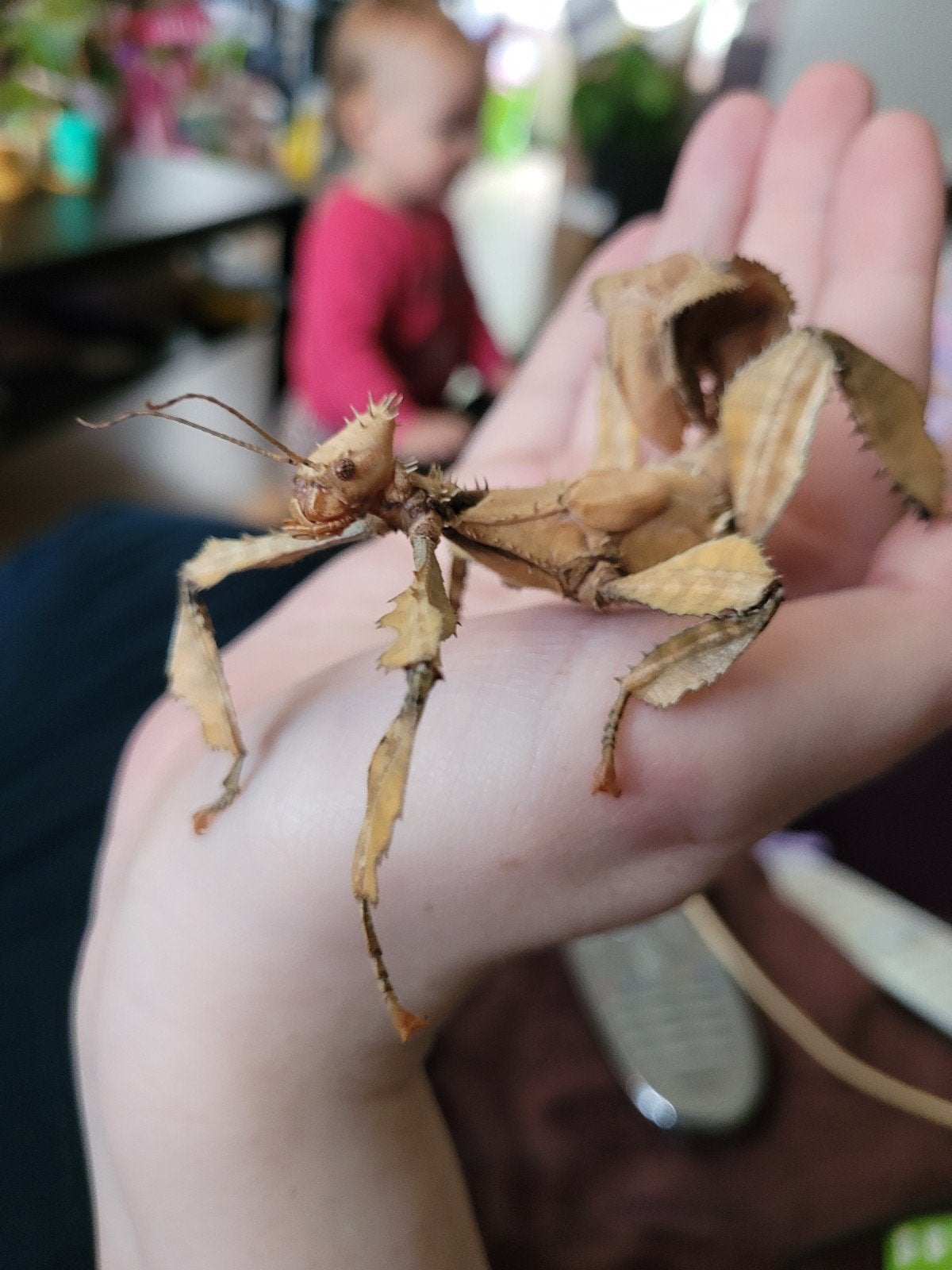 Extatosoma tiaratum (flappentak) wandelende takken, Dieren en Toebehoren, Insecten en Spinnen, Wandelende tak