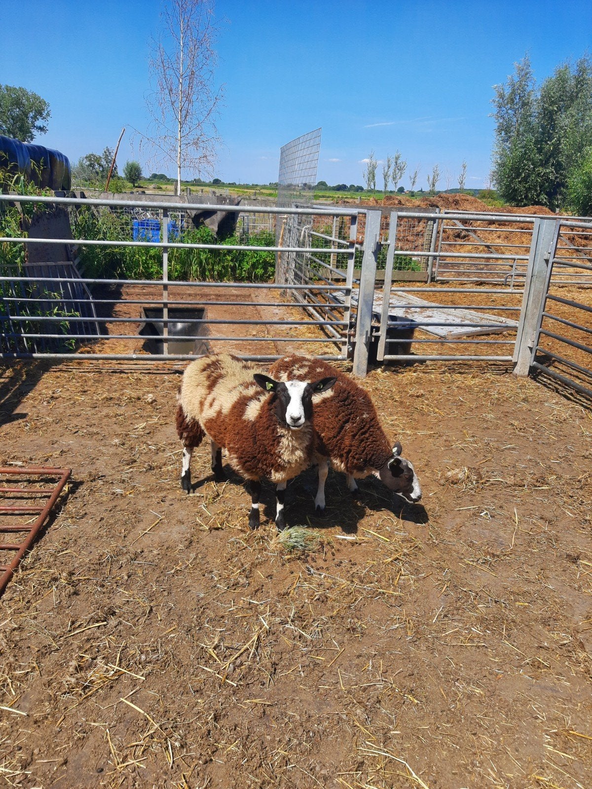 2 rustige bonte ooien, Vrouwelijk, Schaap, 0 tot 2 jaar