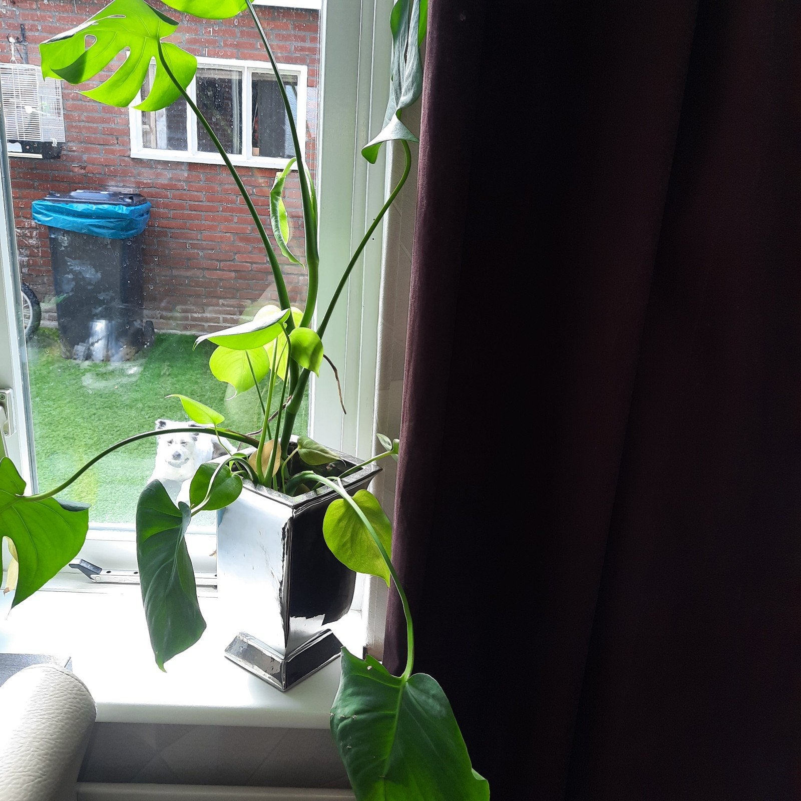 mooie kamerplanten, Ophalen, Halfschaduw, Minder dan 100 cm