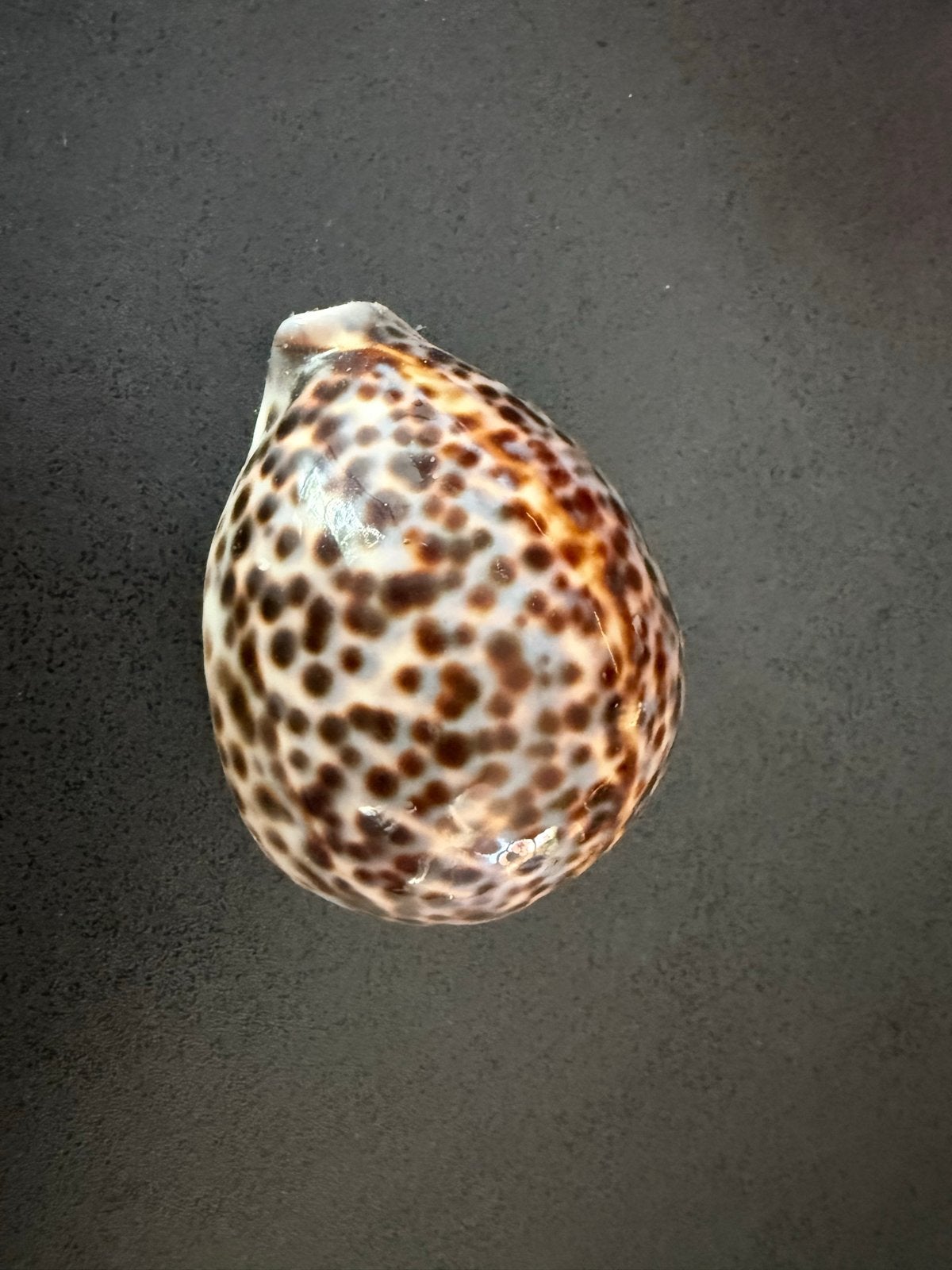 Prachtige Tijgerkauri (Cypraea tigris) - 8,5 x 5 cm, Ophalen of Verzenden, Zo goed als nieuw