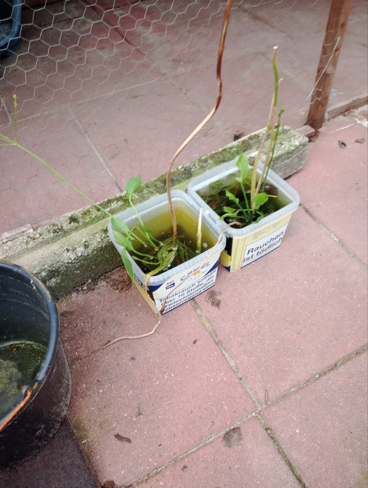 vijverplanten (grote waterweegbree), Ophalen, Gebruikt, Overige typen