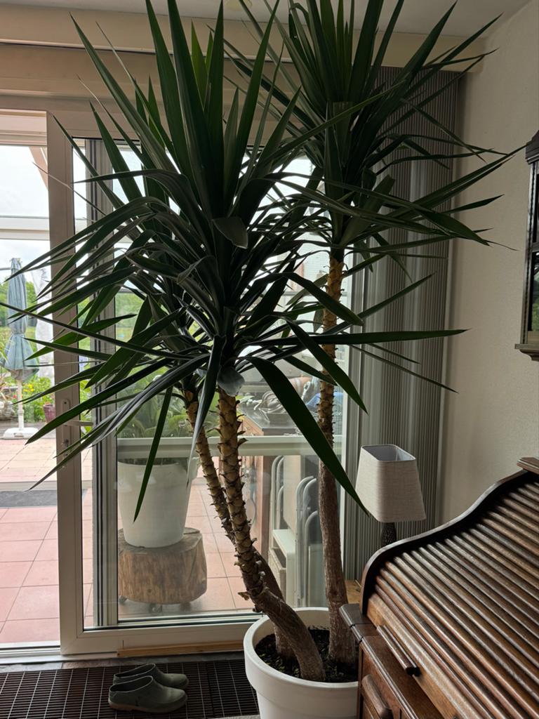 Grote Yucca kamerplant in witte kunststof pot, Ophalen, 200 cm of meer, Halfschaduw, In pot