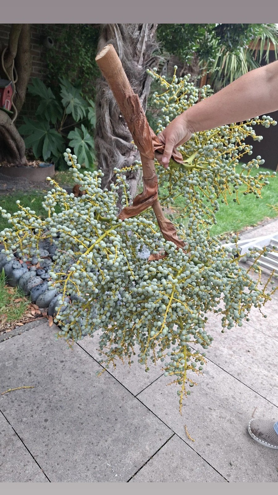 laatse dadeltakken uit eigen palm, Tuin en Terras, Ophalen