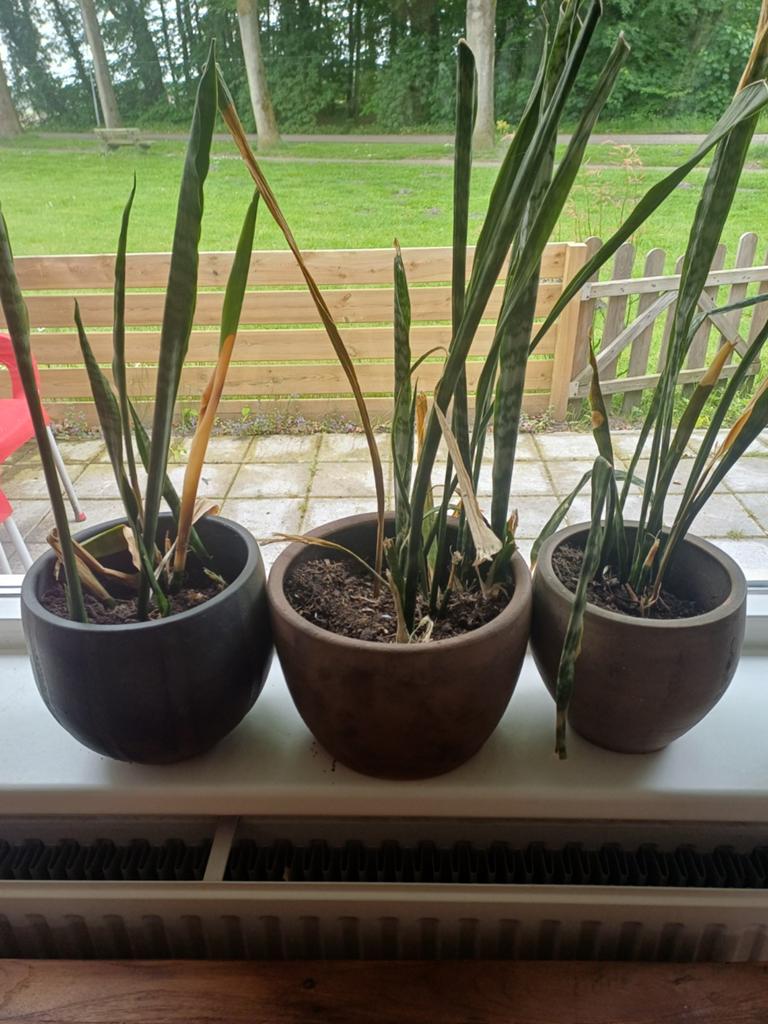Planten, Huis en Inrichting, Ophalen, Halfschaduw, Minder dan 100 cm