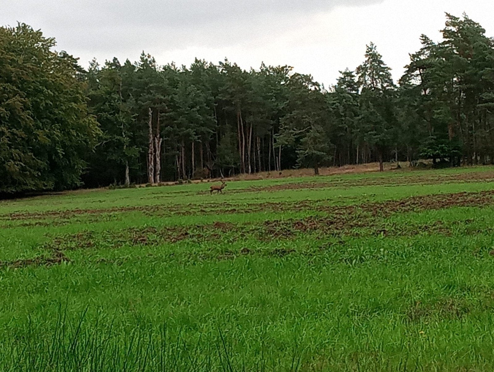 weidegang en schuilstal., Dieren en Toebehoren, Weidegang