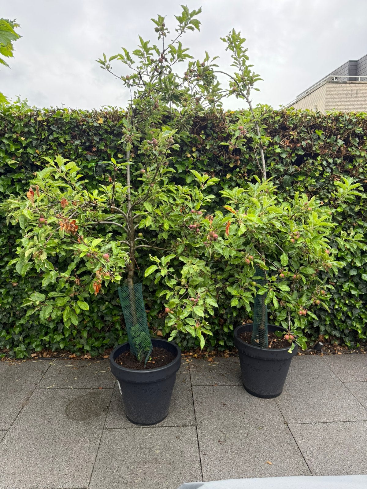 Appelbomen in pot (Malus domestica), Ophalen, In pot, Appelboom, Lente
