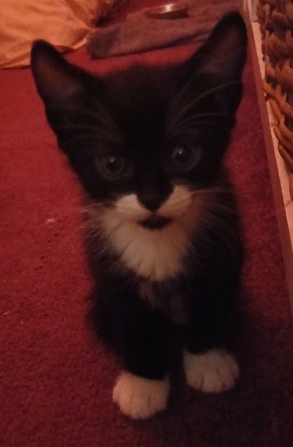 2 kittens, Dieren en Toebehoren, Katten en Kittens | Overige Katten, Kater, Kortharig, 0 tot 2 jaar