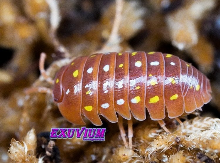 Armadillidium frontetriangulum Orange isopods OP=OP, Overige soorten
