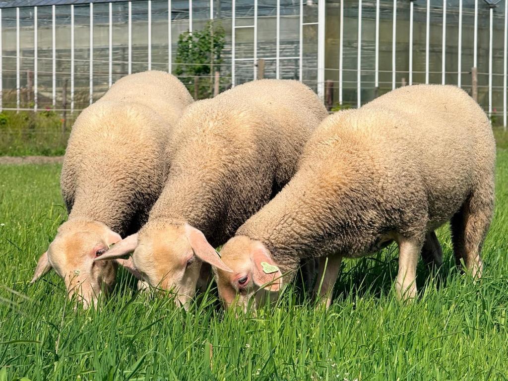 20 st Raszuivere Lacaune ooilammeren, Dieren en Toebehoren, Vrouwelijk, Schaap, 0 tot 2 jaar