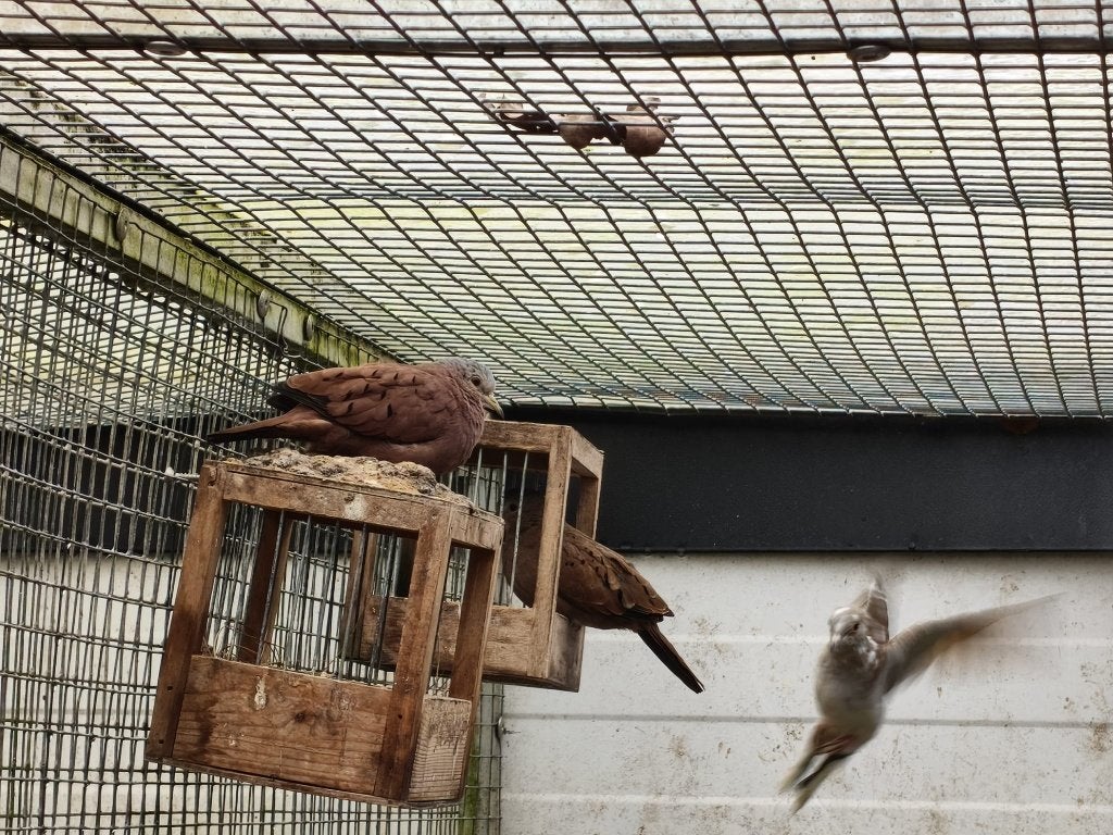 talpicottaduifjes,senegalduifjes,bonte diamantduifjes, Dieren en Toebehoren, Meerdere dieren, Tropenvogel