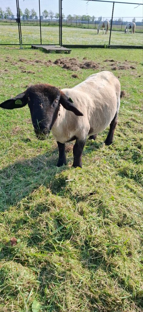 suffolk ooien van 2024, Dieren en Toebehoren, Schapen, Geiten en Varkens, Vrouwelijk, Schaap