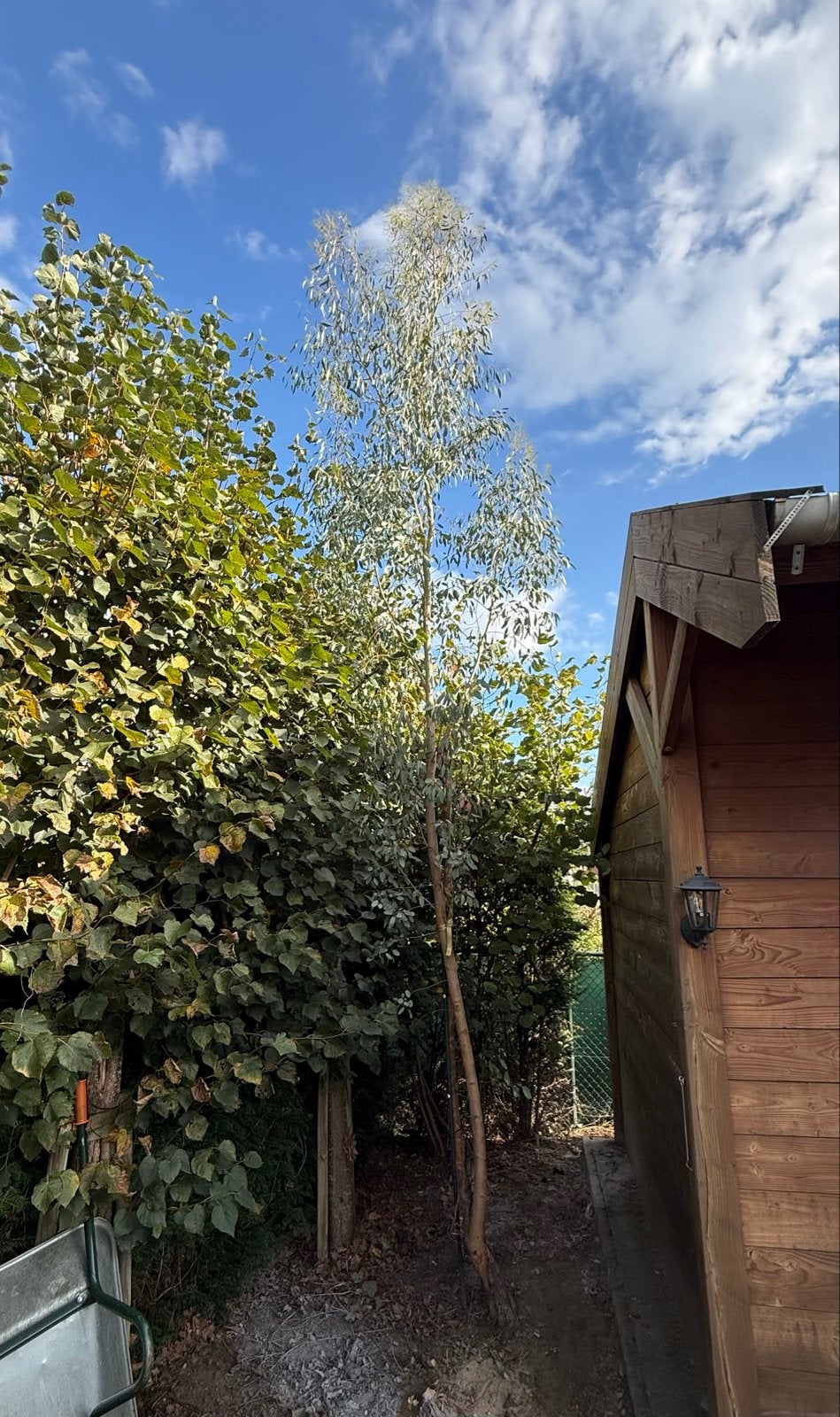 Gezonde Eucalyptus boom van ruim 4 meter hoog, Tuin en Terras, Ophalen of Verzenden, Overige soorten, 400 cm of meer