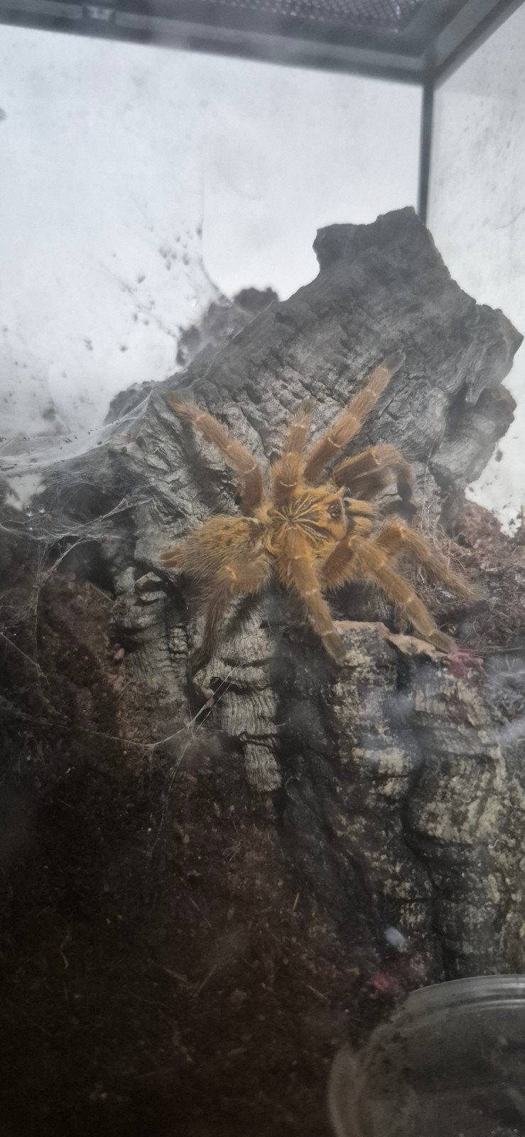 Pterinochilus murinus vogelspin vrouw, Spin of Schorpioen