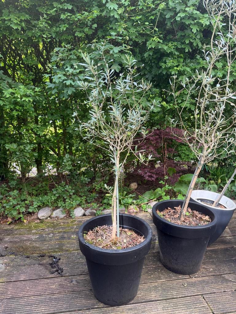 3 Olijfbomen in pot - goed verzorgd, Overige soorten, Volle zon, Vaste plant, Ophalen of Verzenden