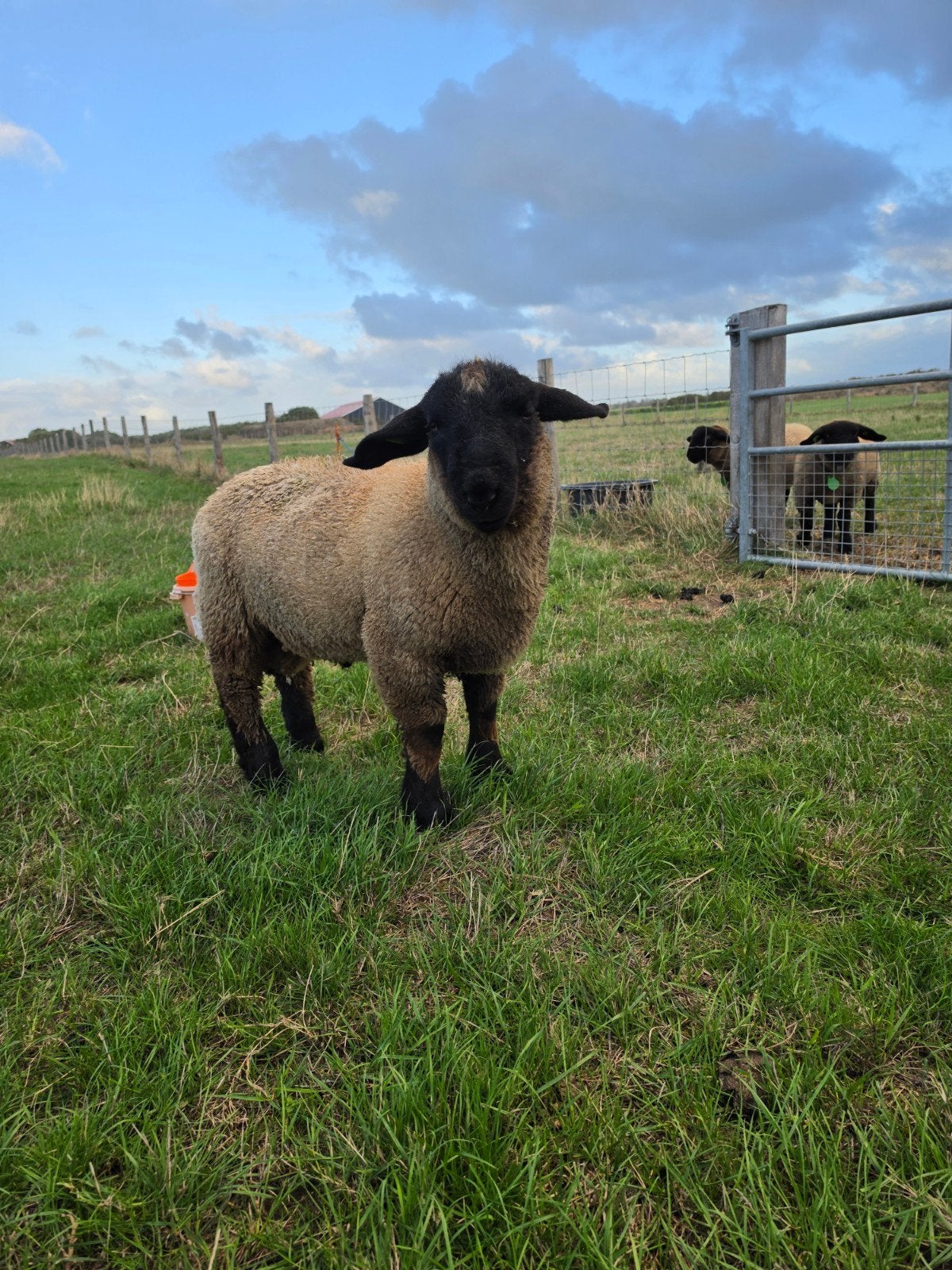 Suffolk dekrammen, Dieren en Toebehoren