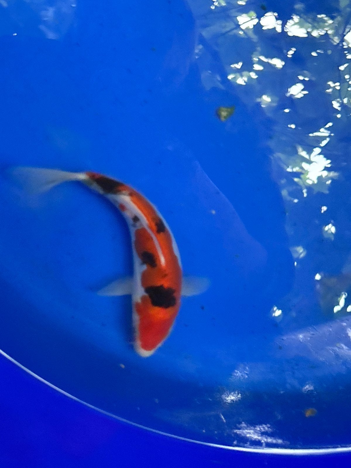 Doitsu sanke koi koikarper vis vissen vijver karper, Dieren en Toebehoren, Vissen | Vijvervissen, Karper of Koi