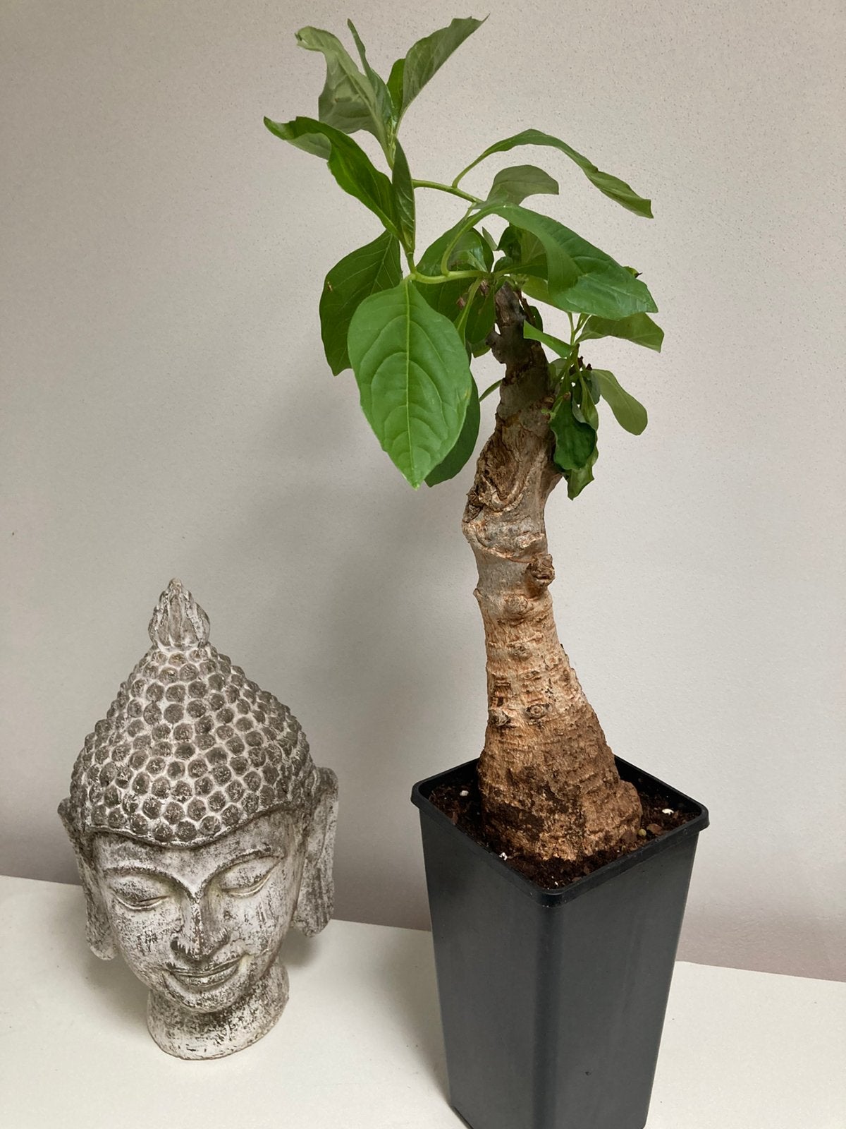 Baobab, Vetplant, Ophalen of Verzenden, Minder dan 100 cm, Volle zon