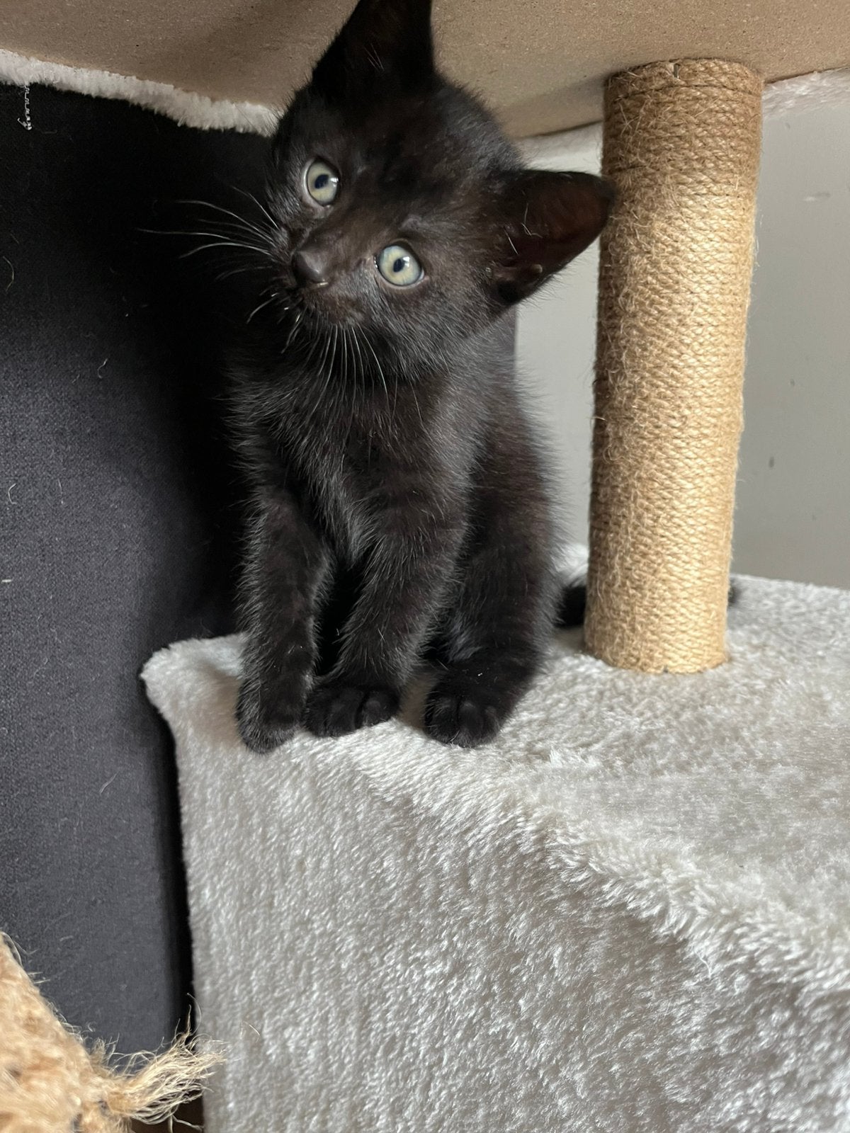 kitten, Dieren en Toebehoren, Katten en Kittens | Overige Katten, Poes