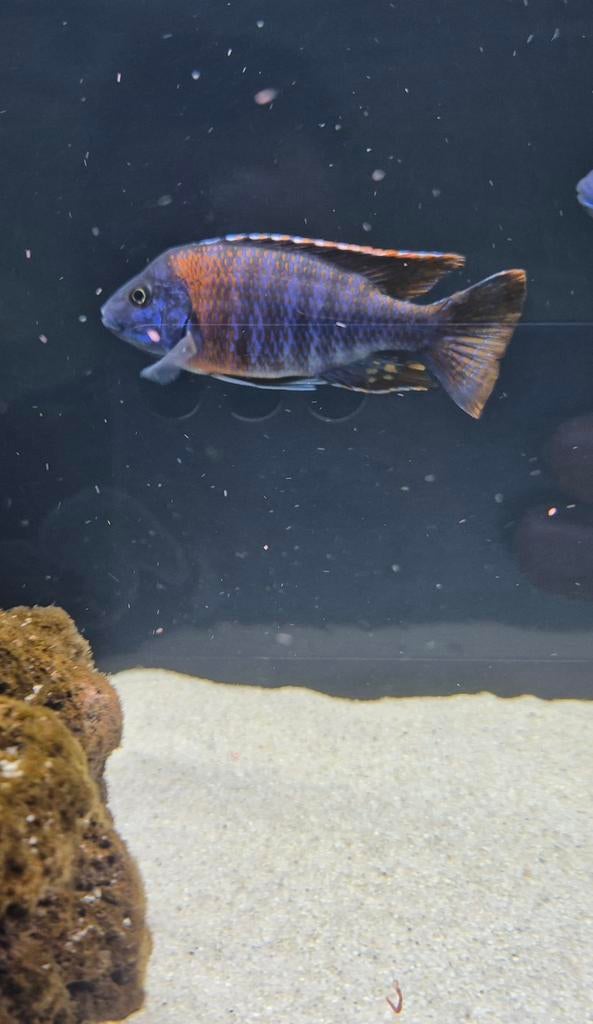 Aulonocara red rubin man Malawi chiclide, Dieren en Toebehoren, Vissen | Aquariumvissen, Vis