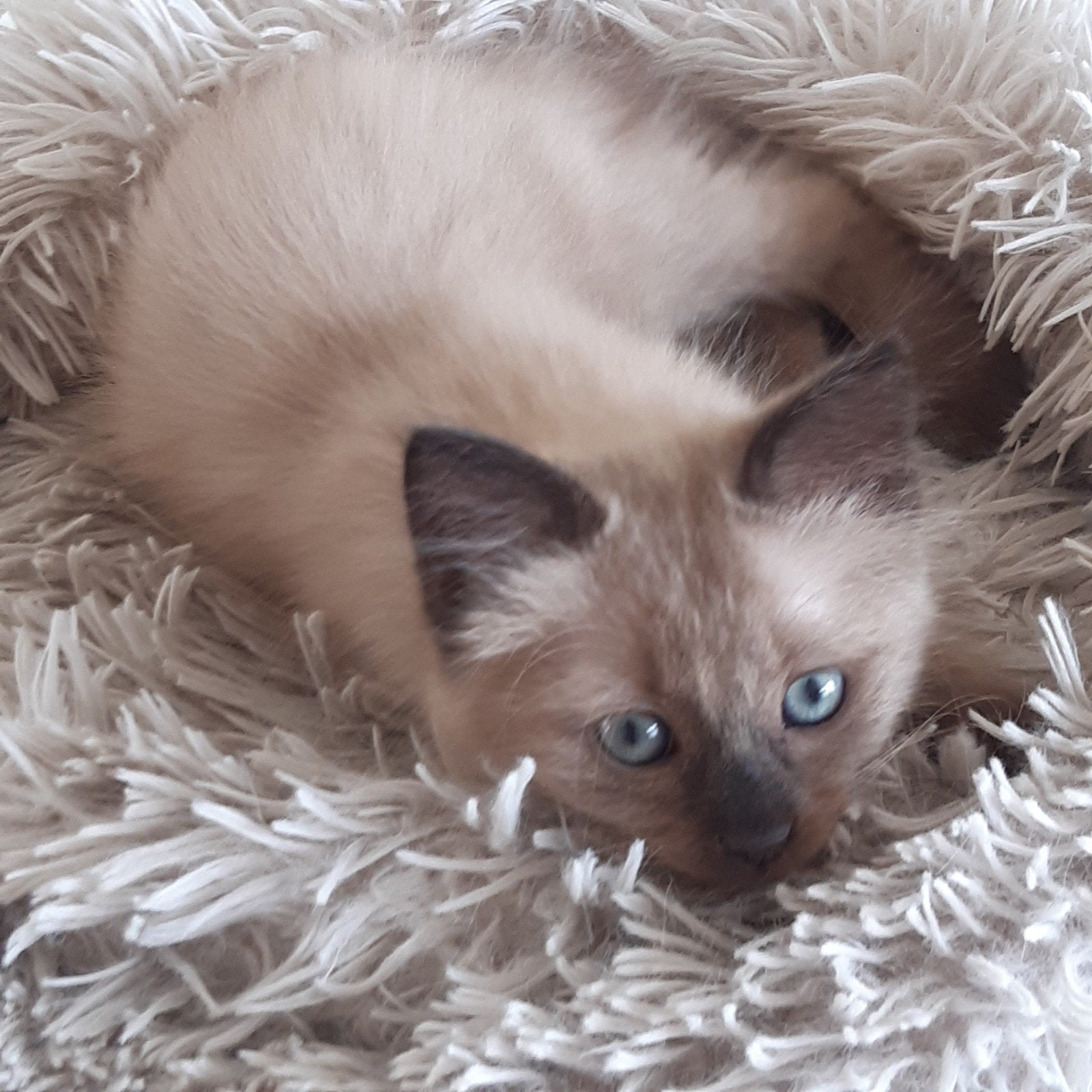 Mooie aparte seal mink  ragdoll kittens (cherubim), Dieren en Toebehoren, Katten en Kittens | Raskatten | Langhaar, Meerdere dieren