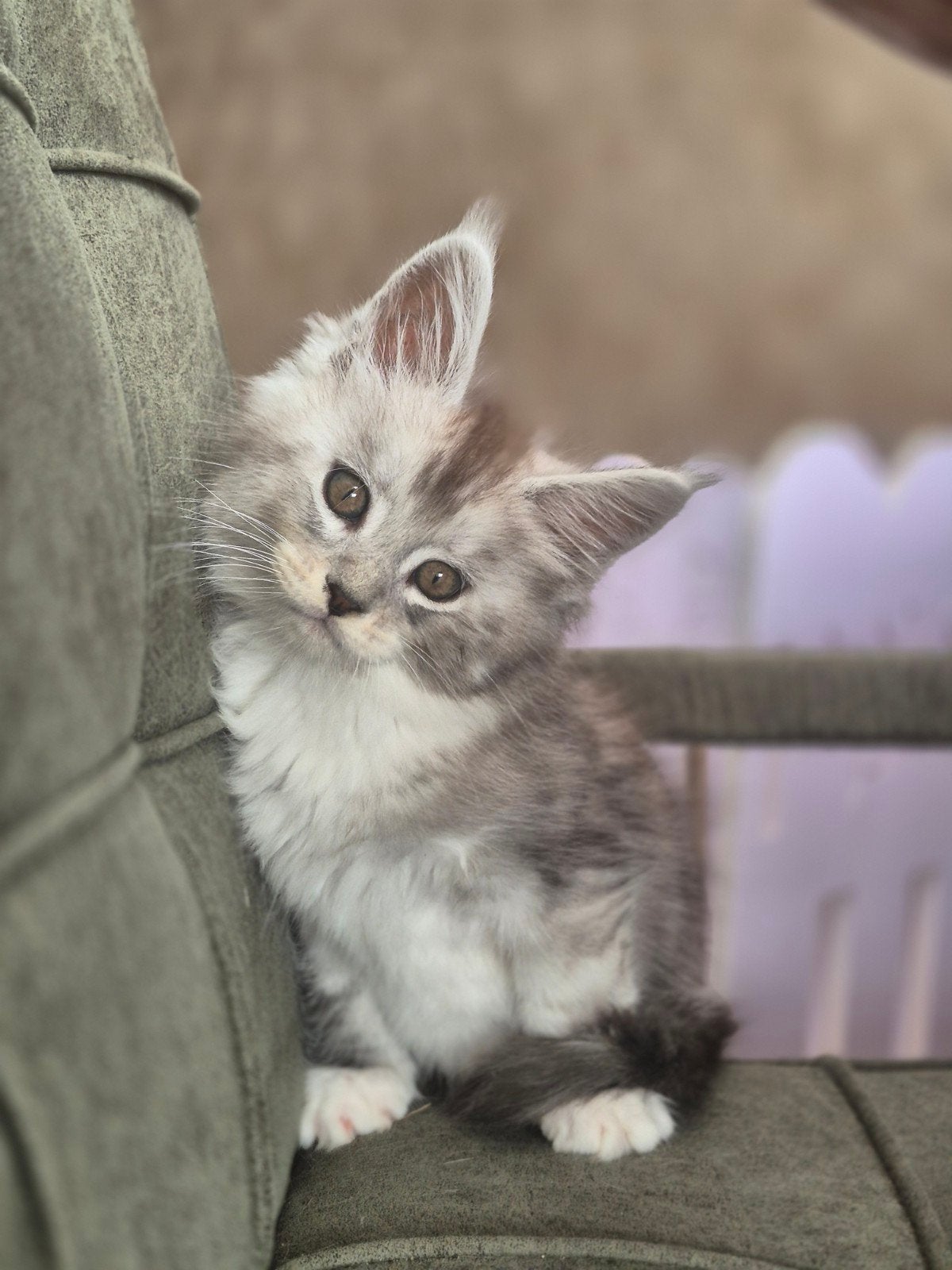 maincoon kittens Russische lijn