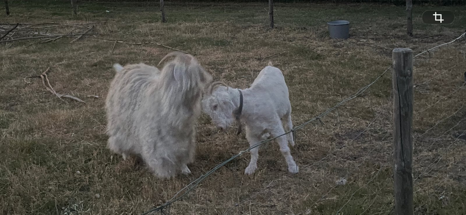 Angorageit / angora geit, Vrouwelijk, Geit