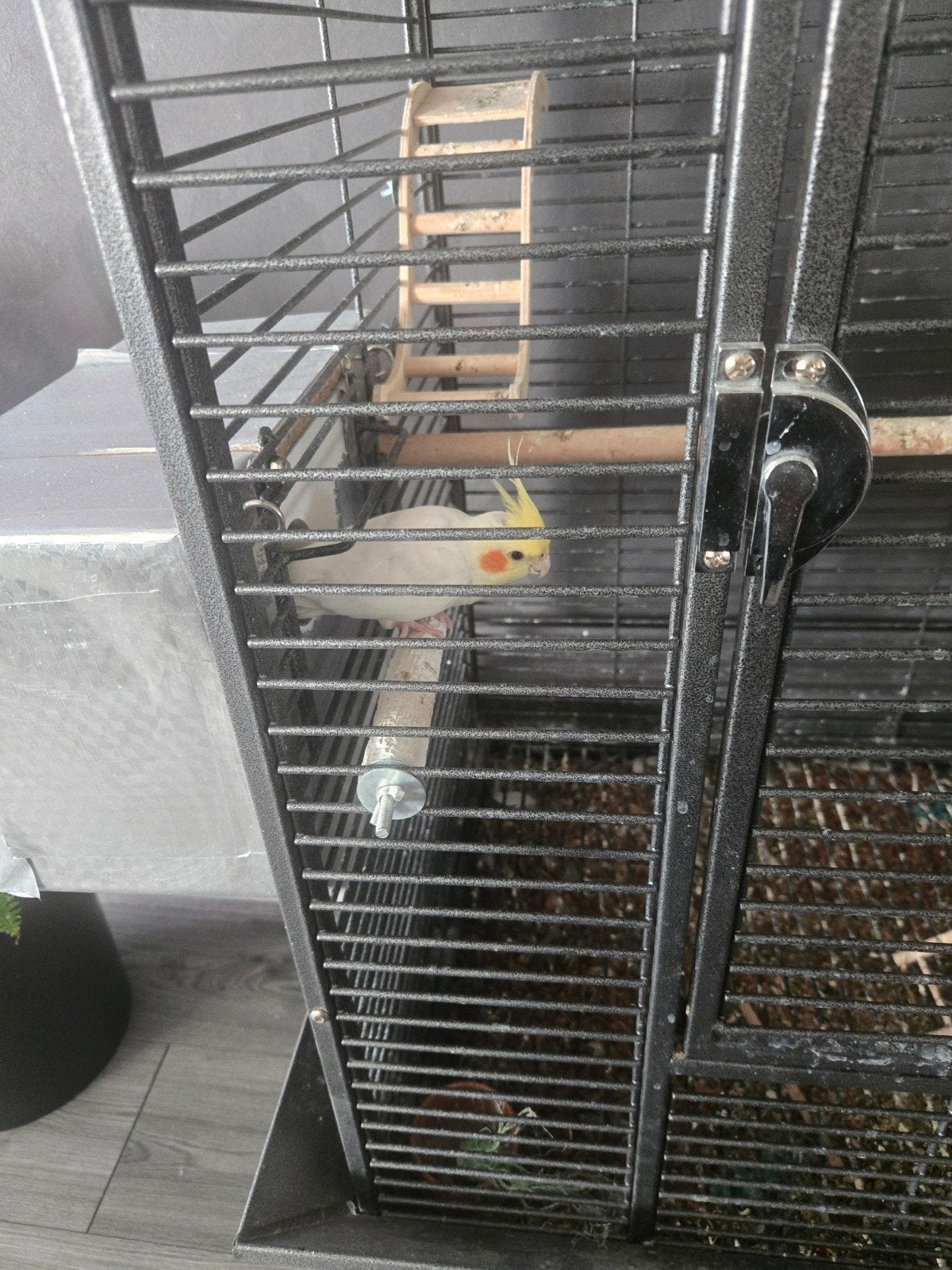 2 valkparkieten inclusief kooi te koop 250,, Dieren en Toebehoren, Vogels | Parkieten en Papegaaien