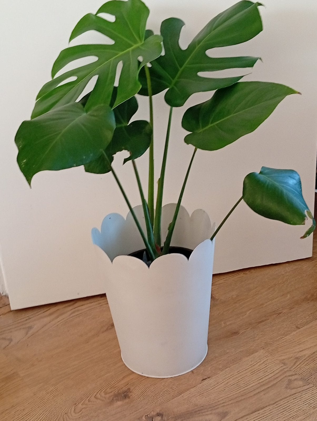Monstera Deliciosa, Ophalen, Zo goed als nieuw