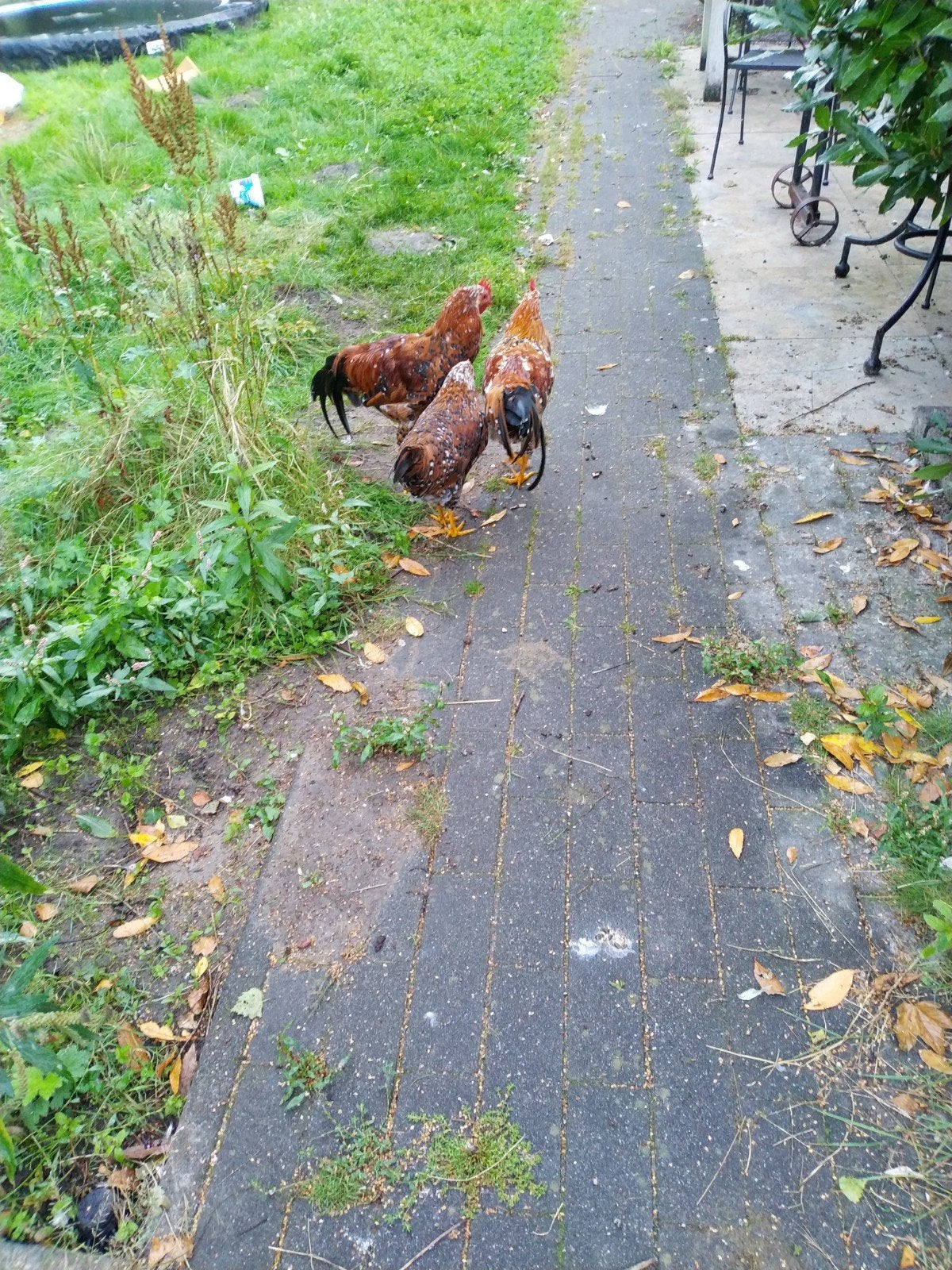 3 hanen te ruilen voor 1 kip, Dieren en Toebehoren, Mannelijk, Kip