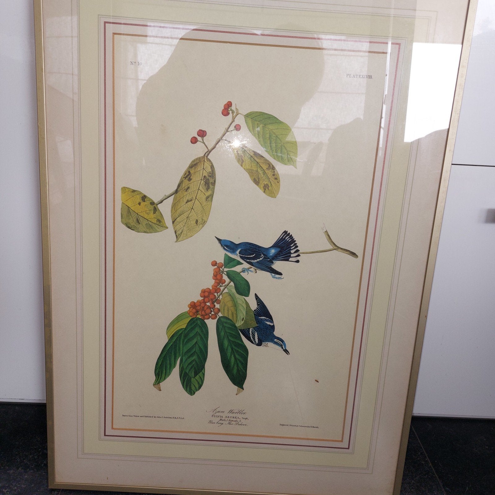 Audubon, Ophalen of Verzenden