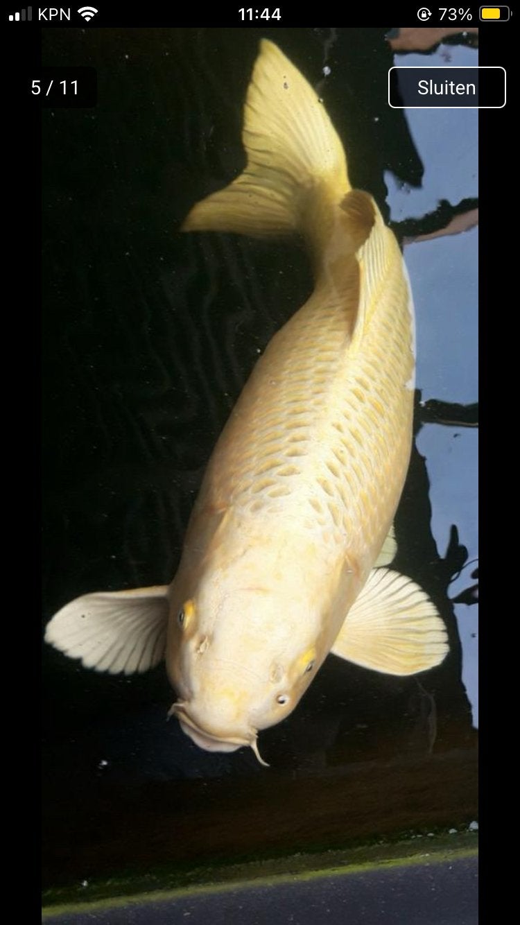 Vhq  yamabuki van izumiya, Dieren en Toebehoren, Karper of Koi