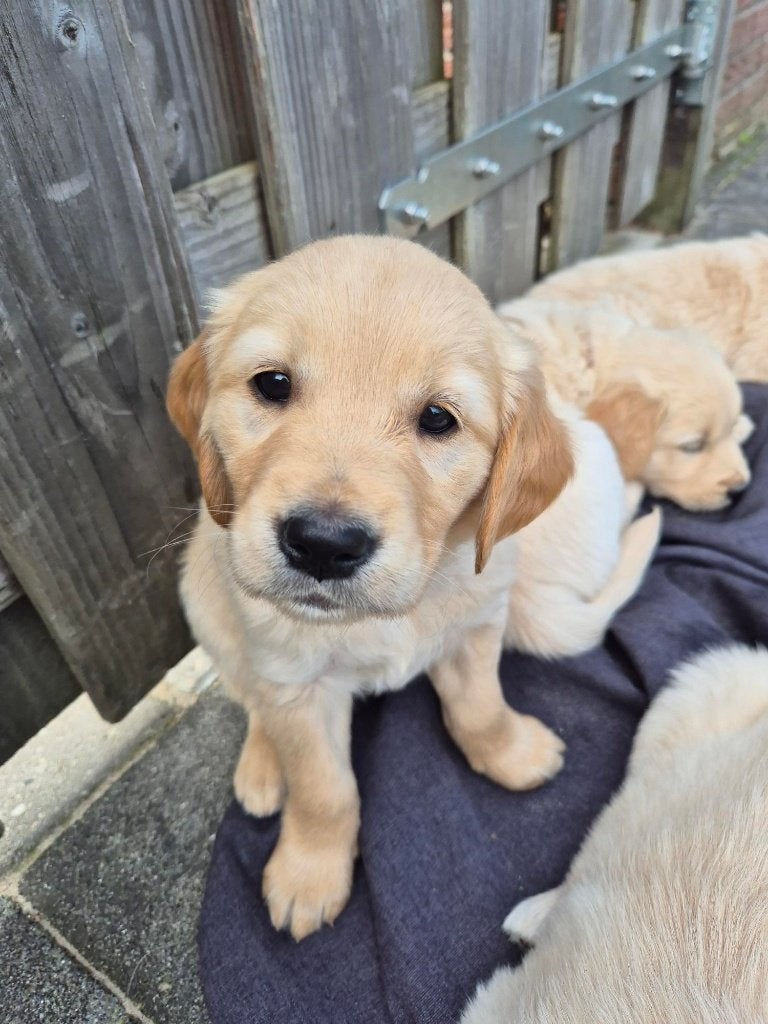 Golden Retriever pups - *Nog 1 teefje beschikbaar*, Dieren en Toebehoren, 8 tot 15 weken, Meerdere, Meerdere dieren, Parvo