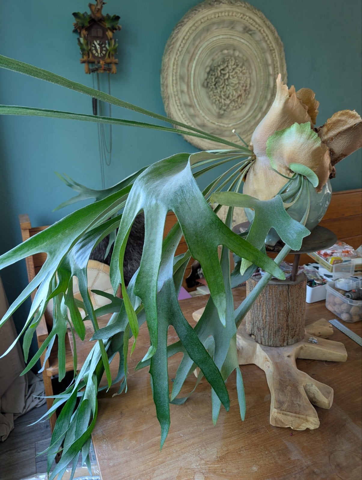 Grote gezonde Hertshoornvaren Platycerium incl pot, Ophalen, Halfschaduw, Minder dan 100 cm