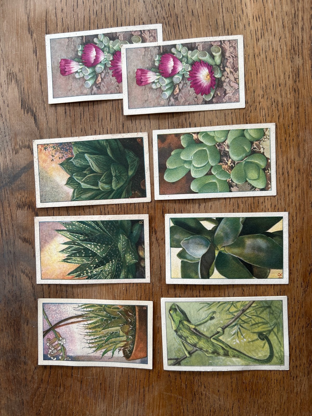 Verkade Album 'Vetplanten' Plaatjes - Vintage Collectie, Ophalen of Verzenden, Gebruikt, Meerdere plaatjes