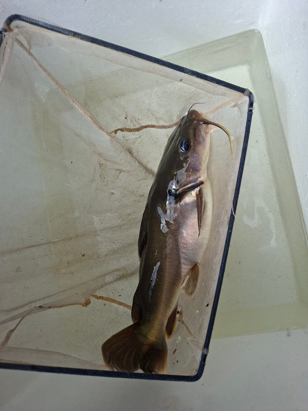 Grote Clarotes Laticeps (37 cm) – Zeldzame Roofmeerval, Karper of Koi