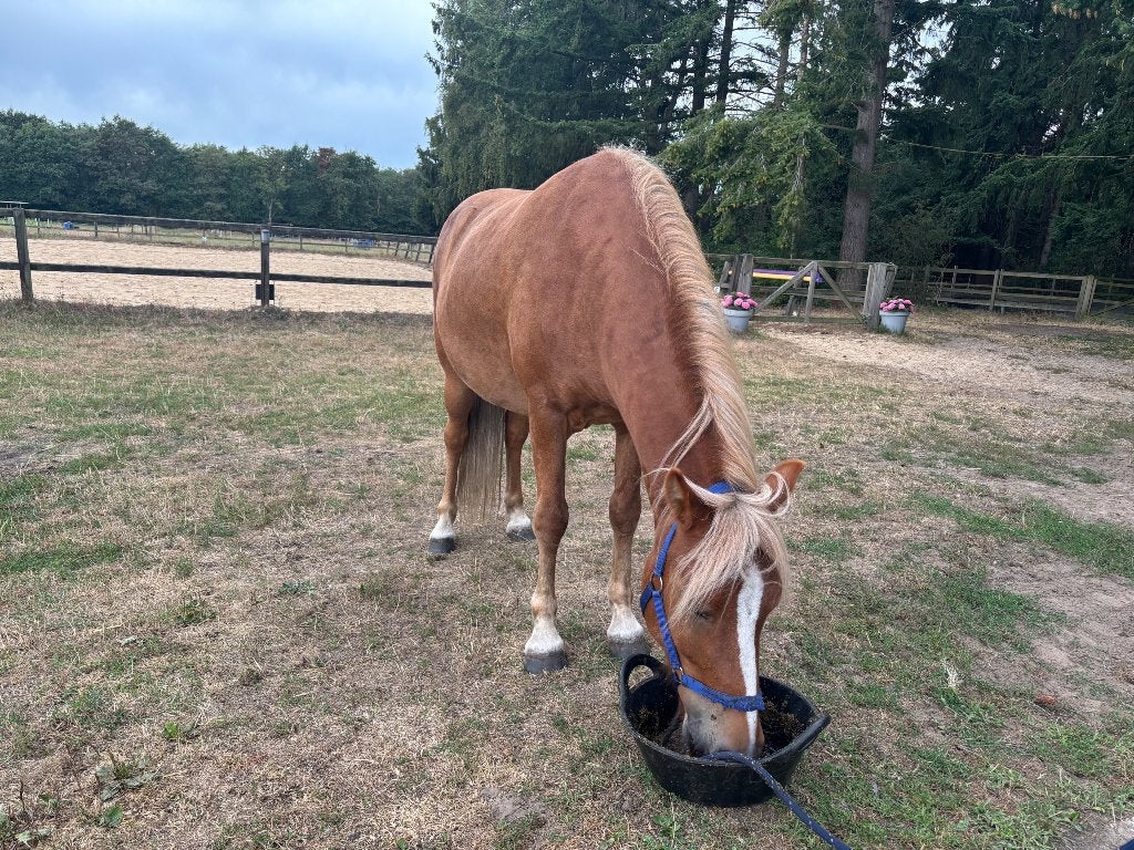 IJslander 7 jaar, Ruin, 7 tot 10 jaar, Recreatiepony, D pony (1.37m tot 1.48m)