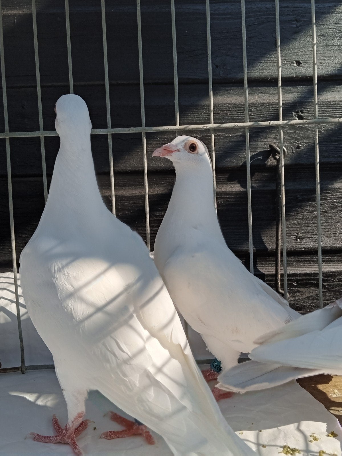 Witte postduiven, Meerdere dieren, Postduif